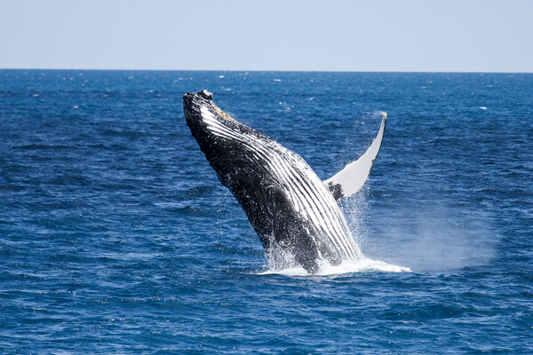 Warm cup of tea beside a notebook